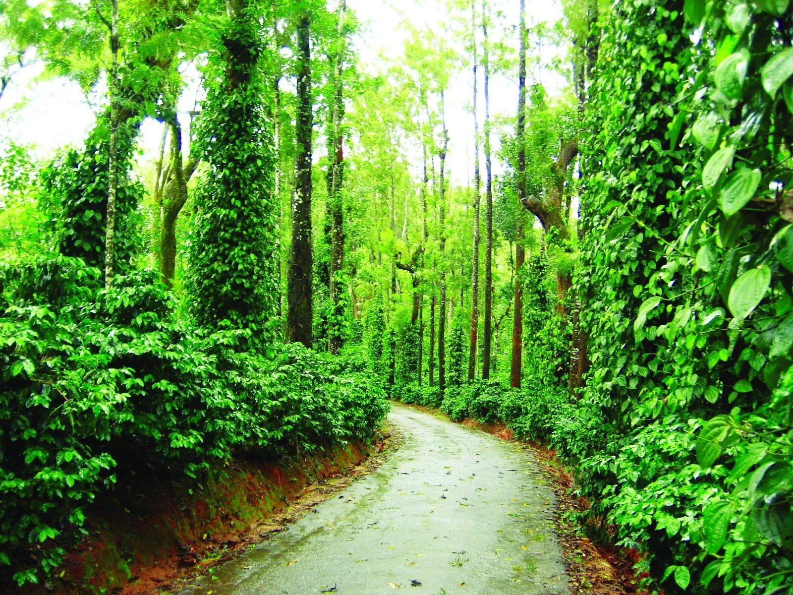 Romantic Hotels: Coorg, Jaisalmer, Agra and the Kerala Backwaters