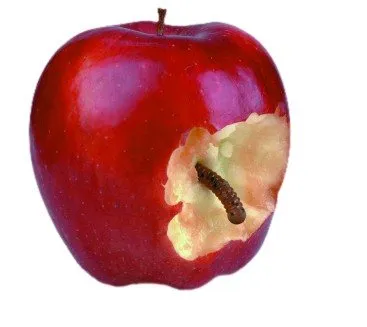FDA Guidelines Allow... Maggots, Mould and Rodent Hair