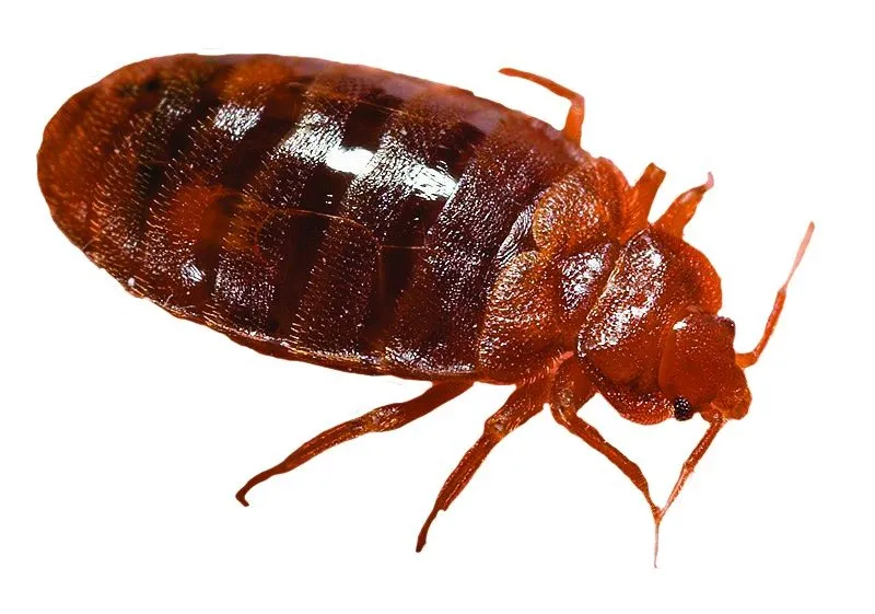 FDA Guidelines Allow... Maggots, Mould and Rodent Hair