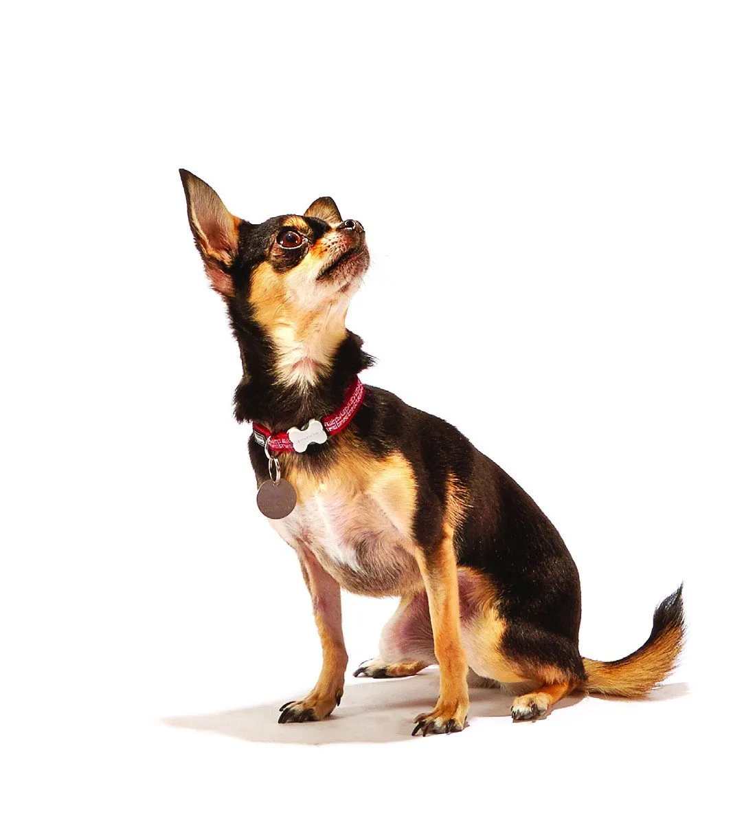 A Man’s Guide to Dogs