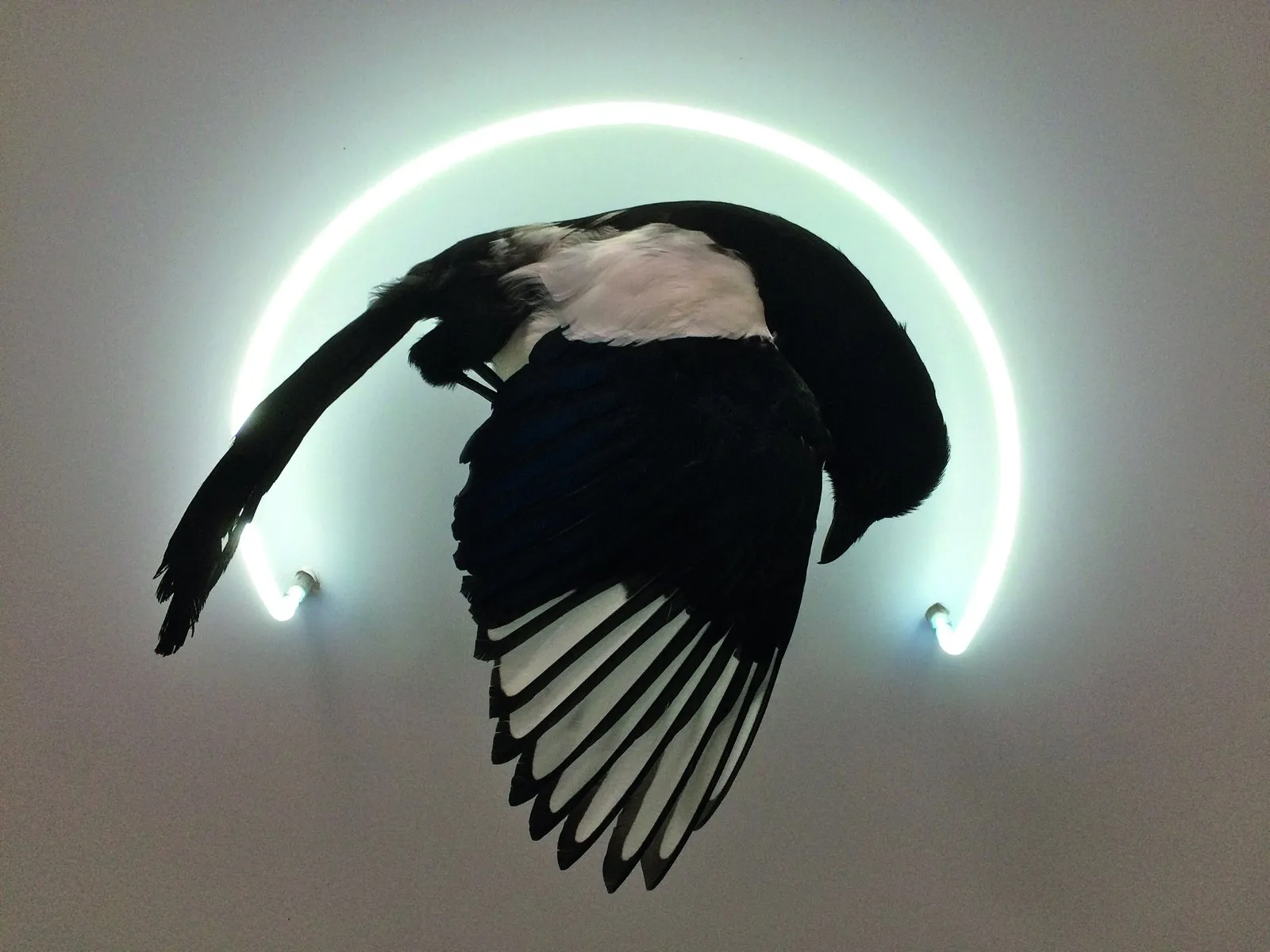 Poets of resurrection: the new art of taxidermy