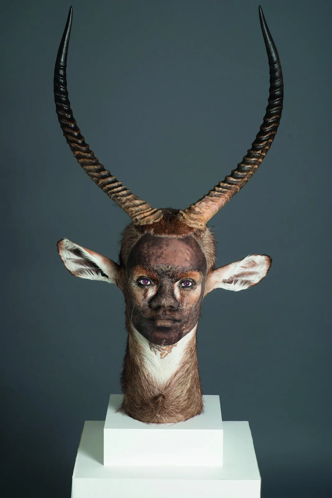 Poets of resurrection: the new art of taxidermy
