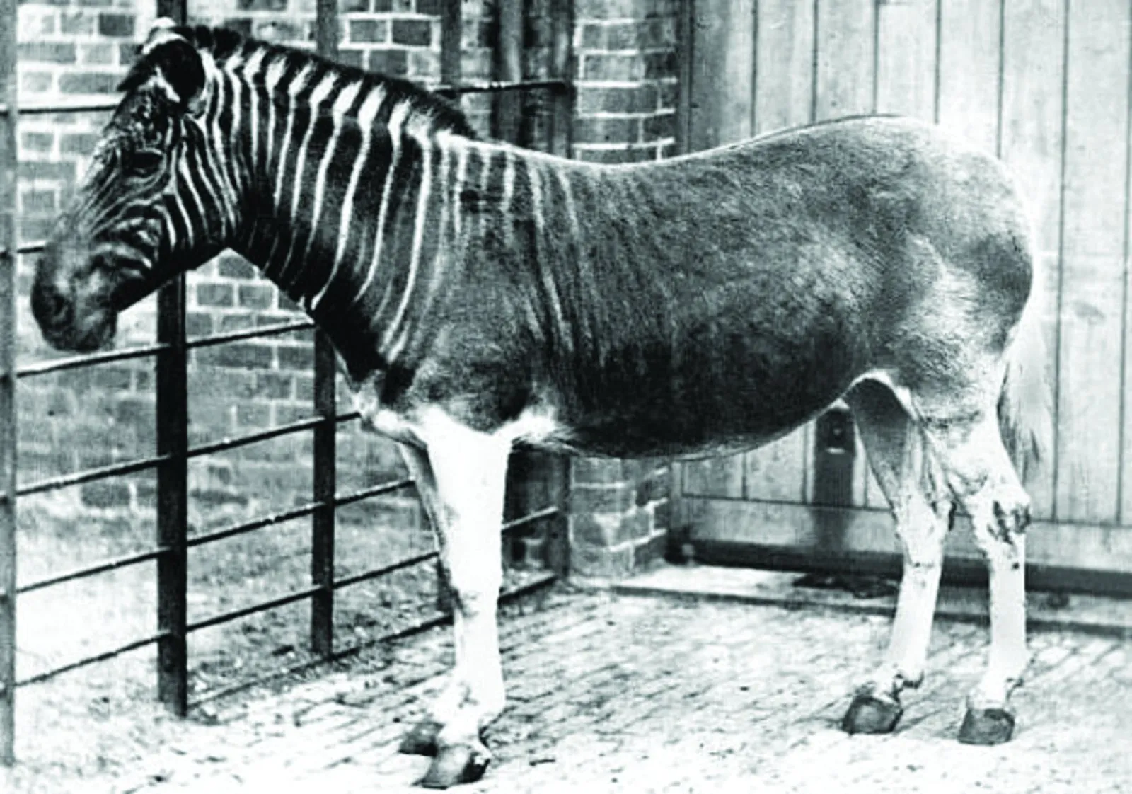 Bring back the dead: Pleistocene Park