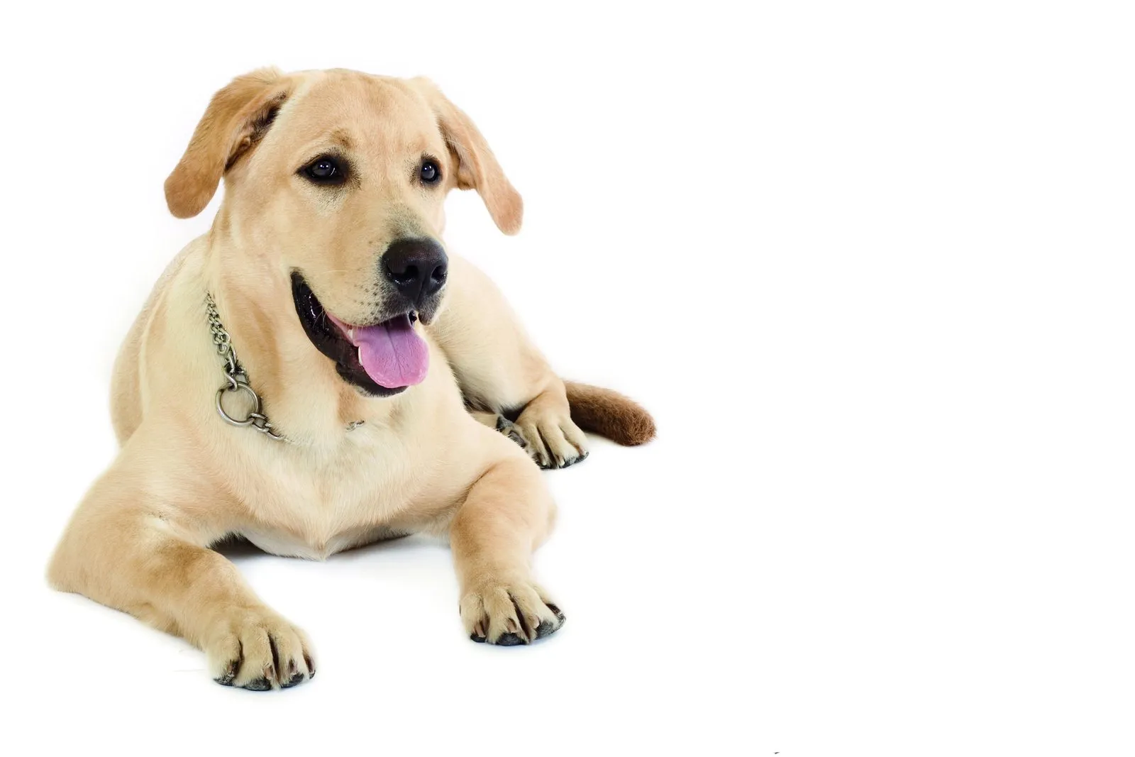 What’s your dog? The best breeds for the single man