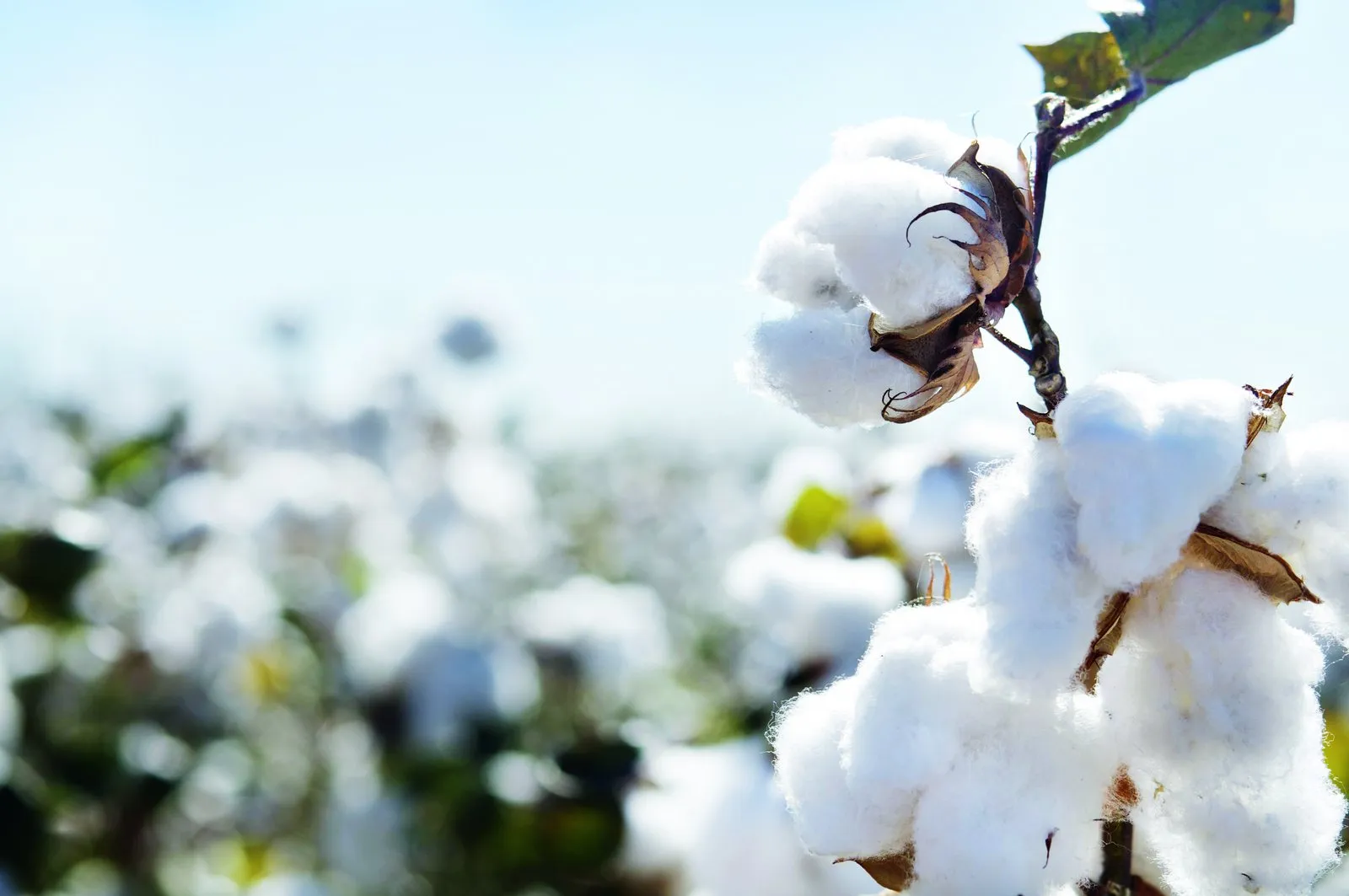 WE FIRST FARMED COTTON