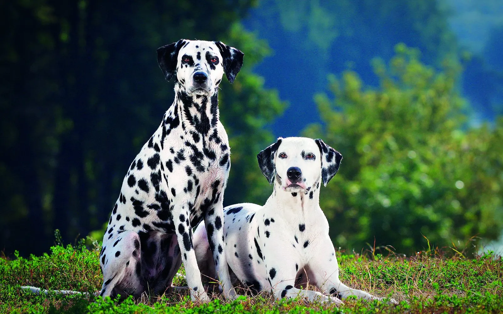 What’s your dog? The best breeds for the single man