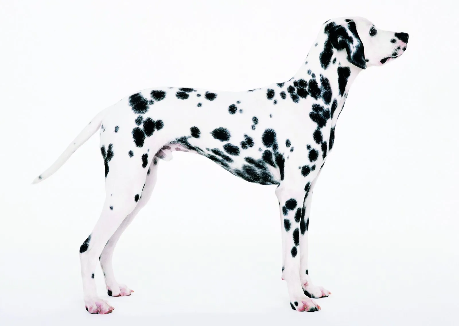 What’s your dog? The best breeds for the single man