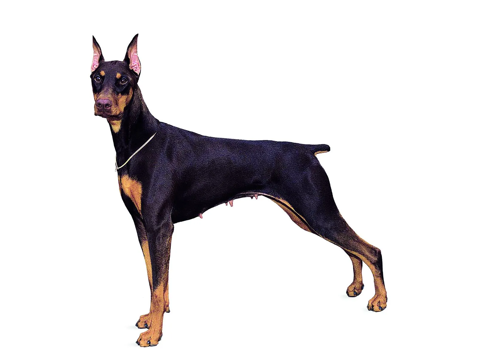 What’s your dog? The best breeds for the single man