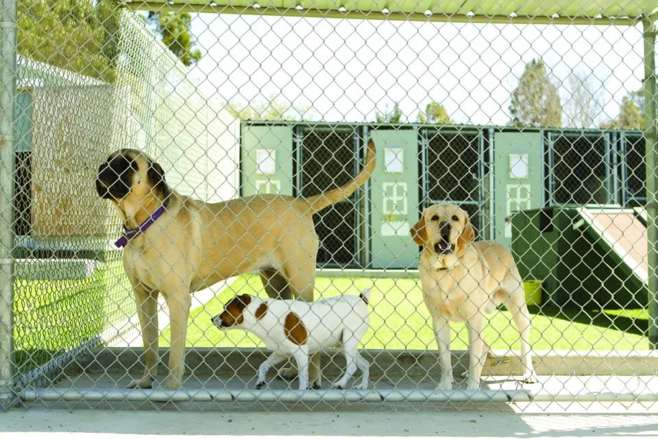 Pet Set