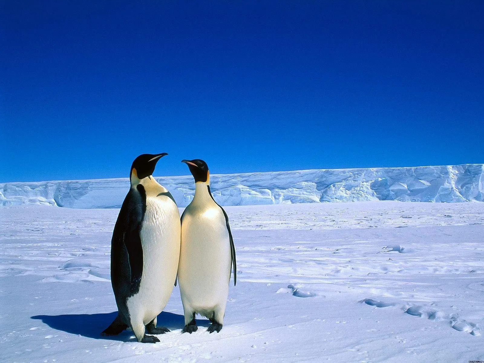 A cruise to the bottom of the Earth – Antarctica