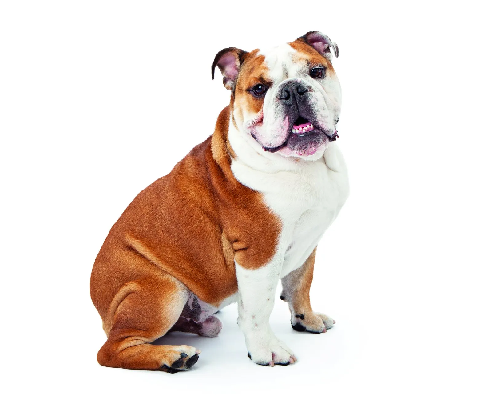 Bulldog