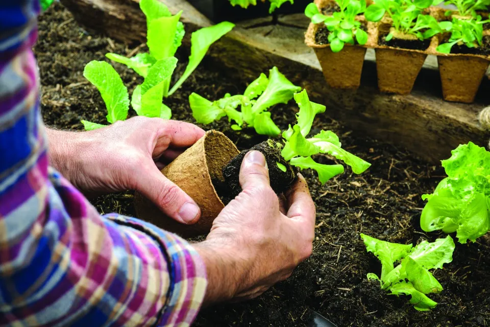 Homegrown: Gardening Tips