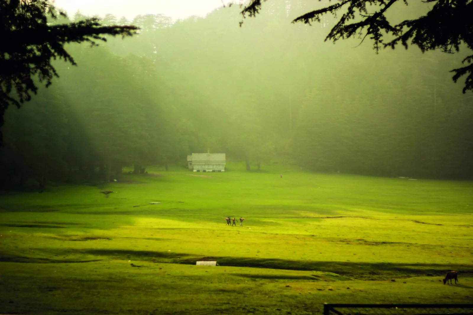 Gallivanting gorillas: Dalhousie