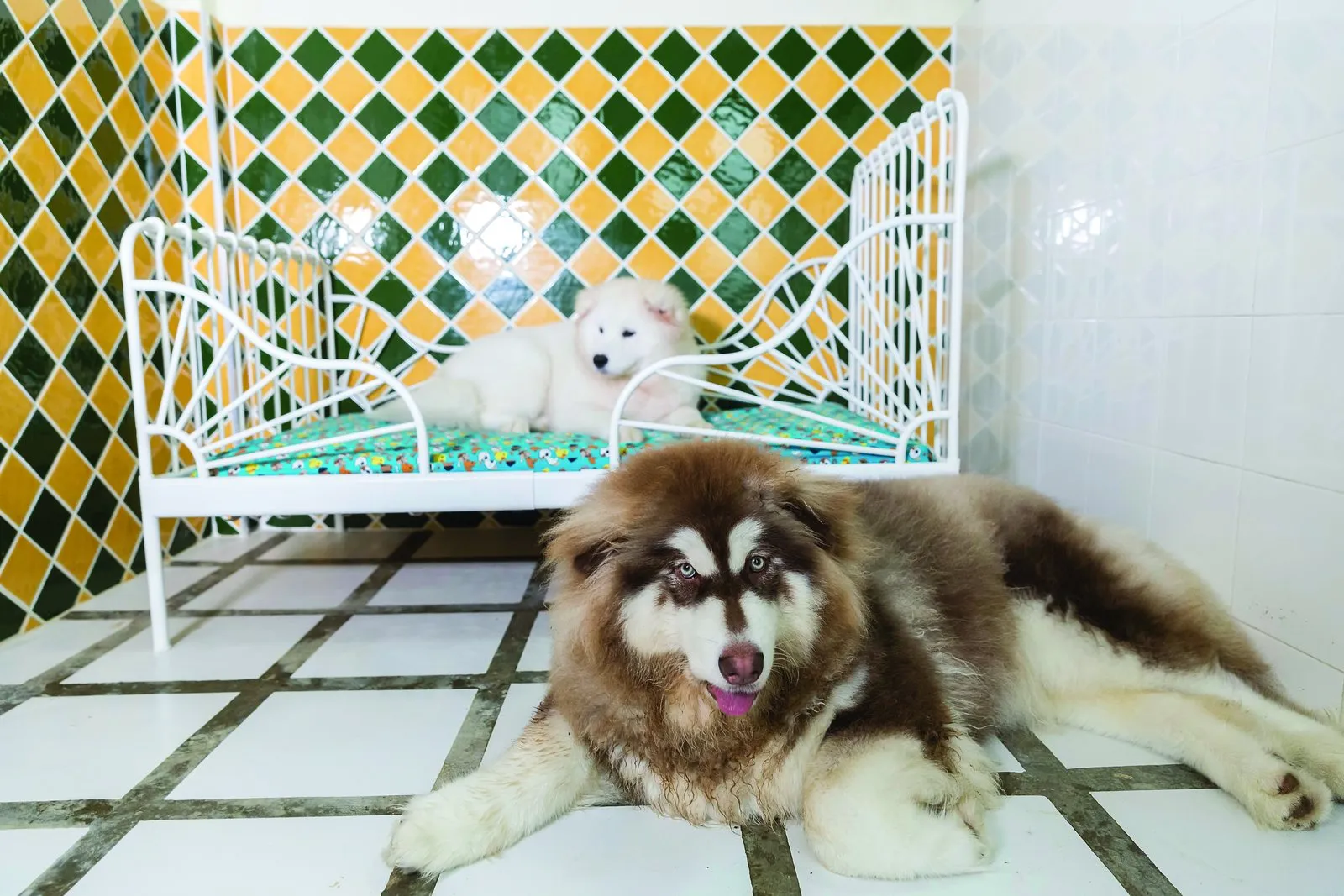Pet Set