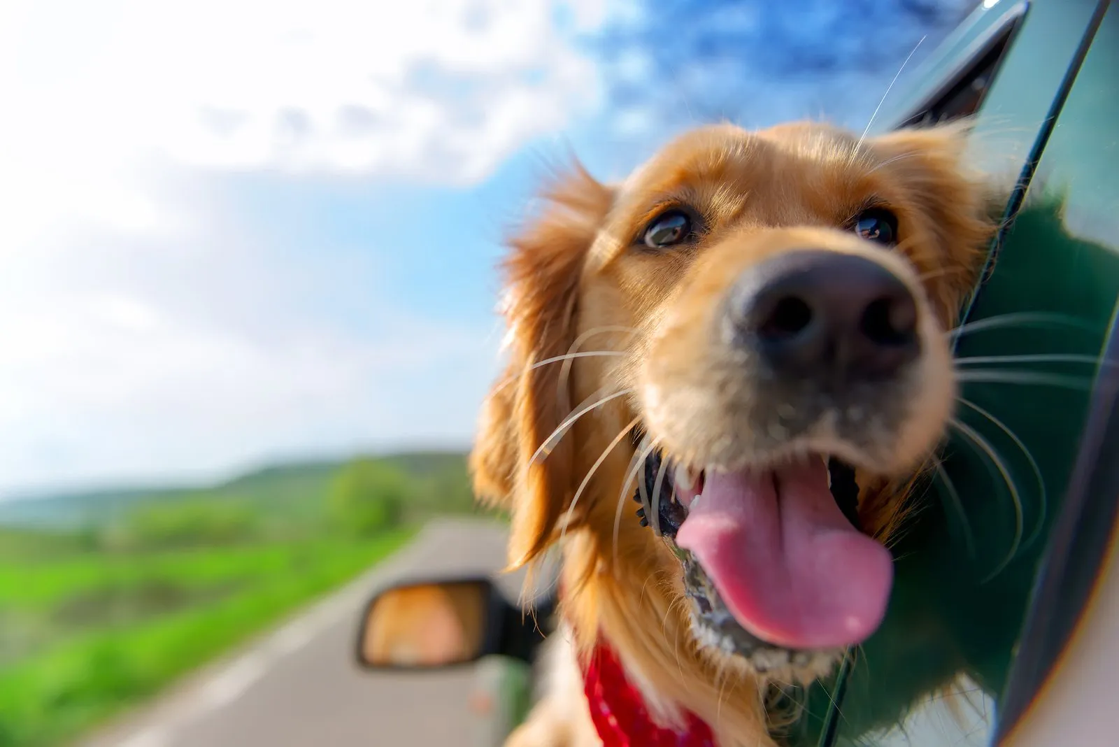 Take your pets on a fun filled vacation
