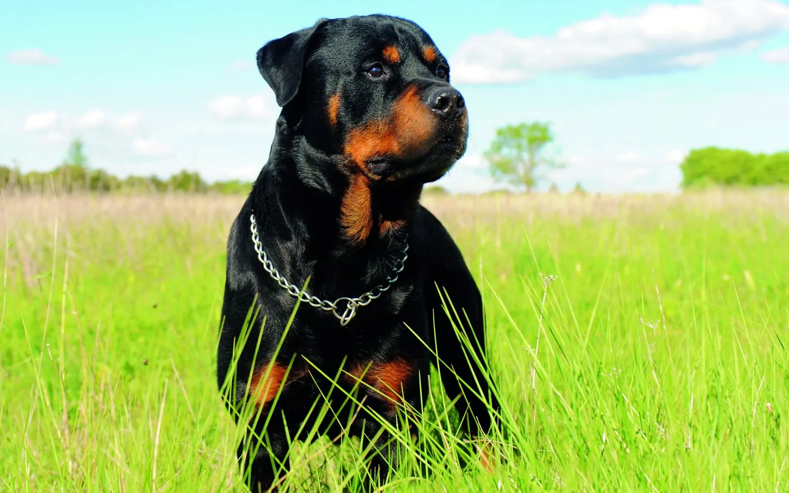 What’s your dog? The best breeds for the single man