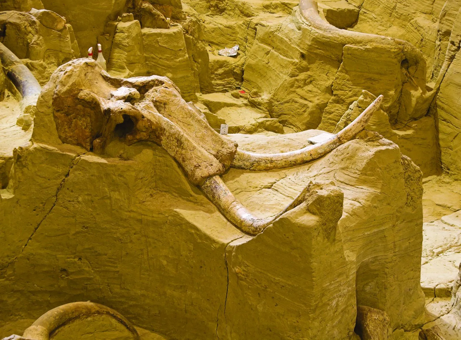 Bring back the dead: Pleistocene Park