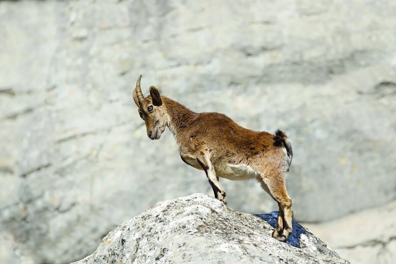 Bring back the dead: Pleistocene Park