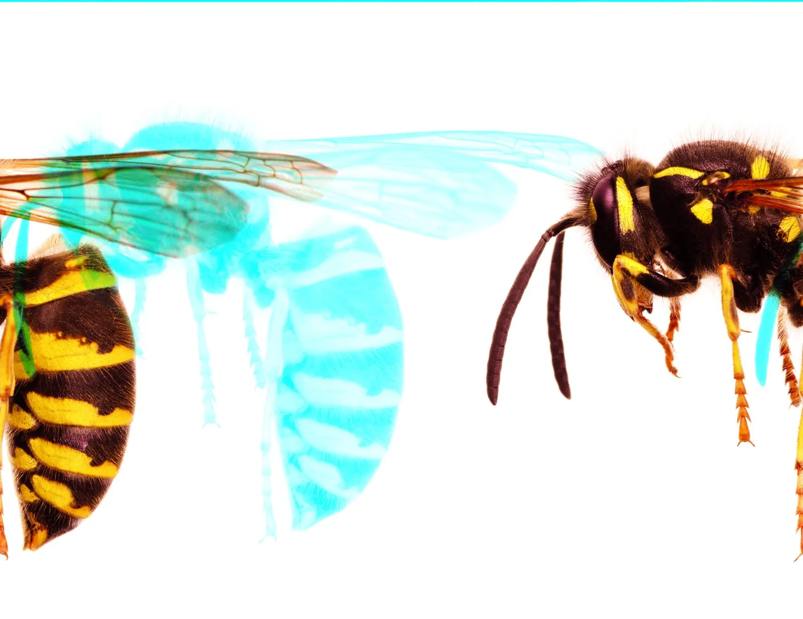 What the hell is a Wasp Cracker?