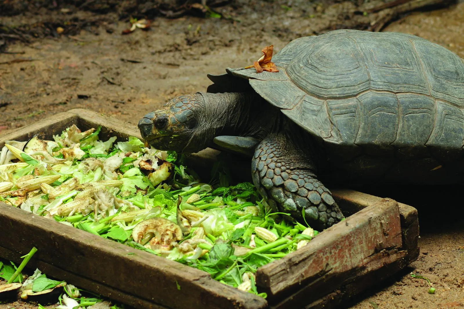 Come, fall in love with the Seychelles