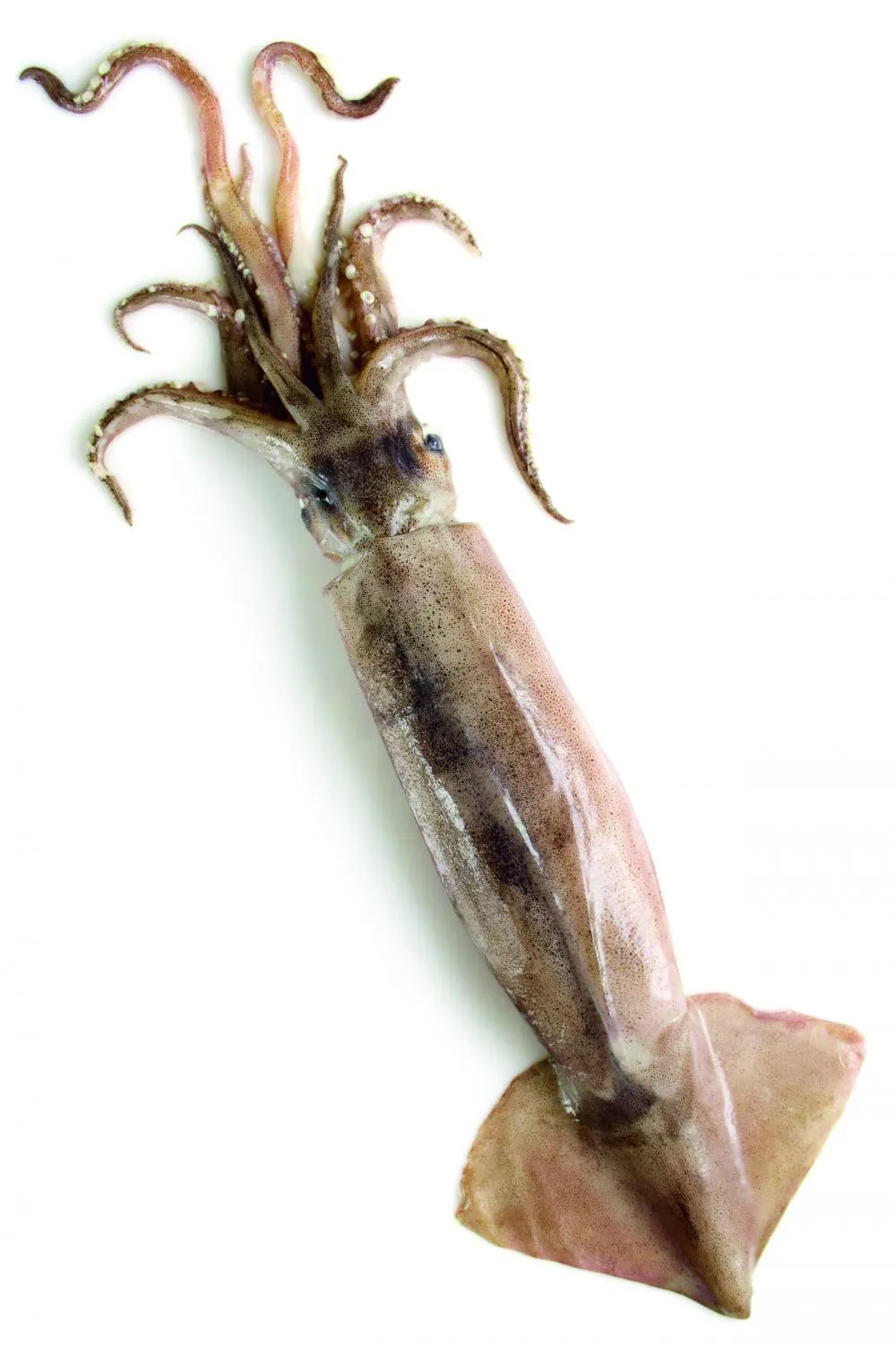 Squid