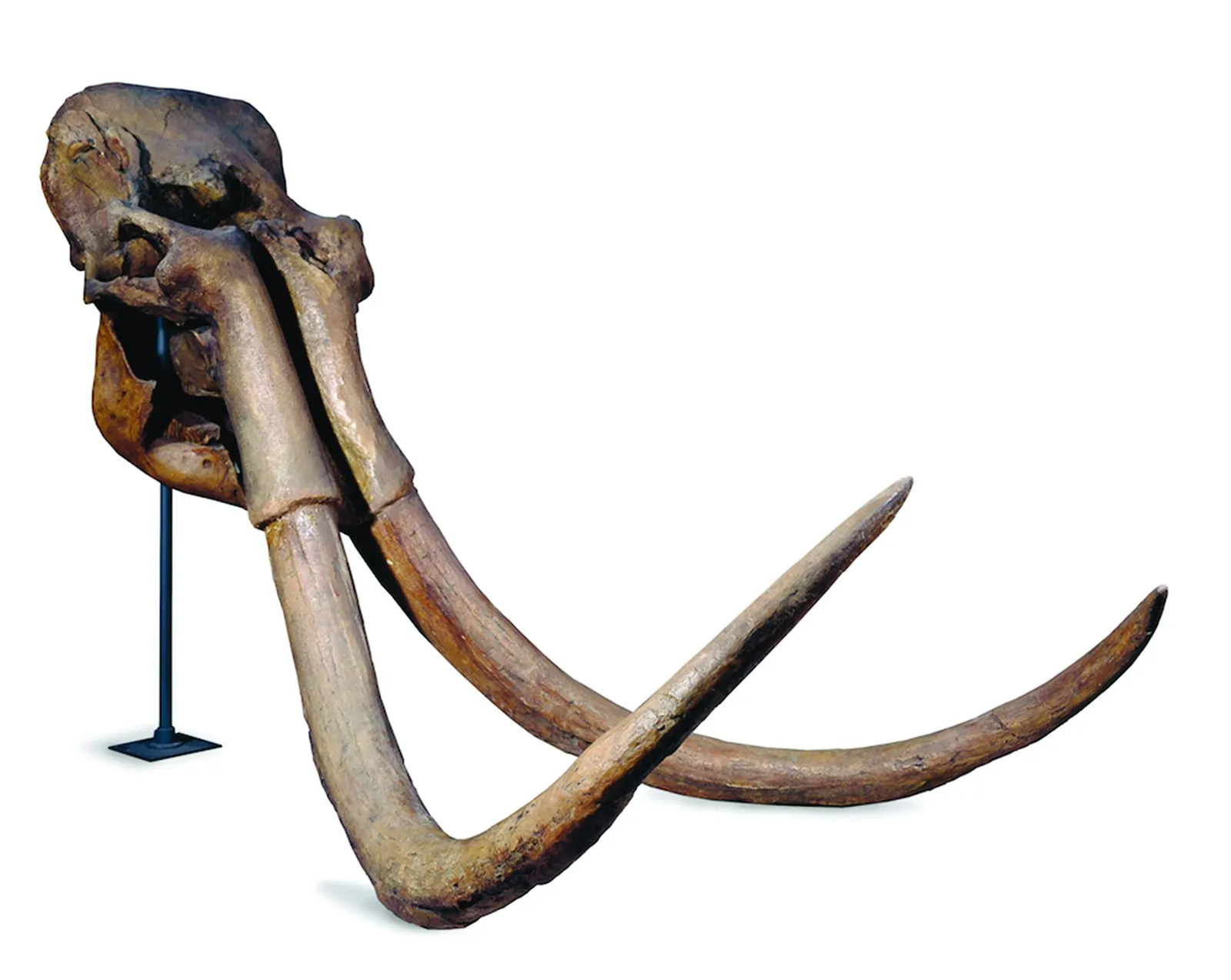 Bring back the dead: Pleistocene Park