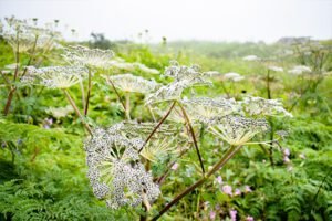 Uttarakhand