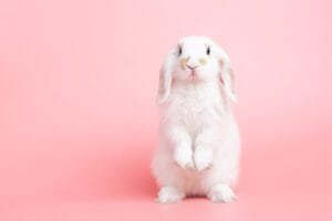 Rabbit care