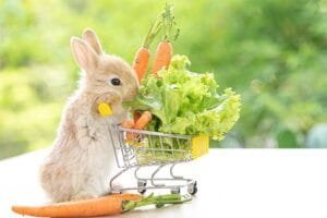 Rabbit care