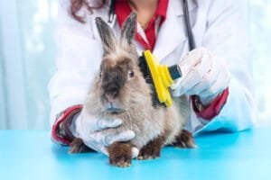Rabbit care