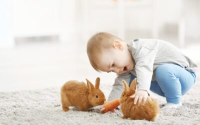 Your One Stop Guide To Your Pet Bunny’s Care Routine!