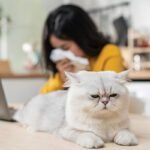 Five Myths And Facts About Pet Cats