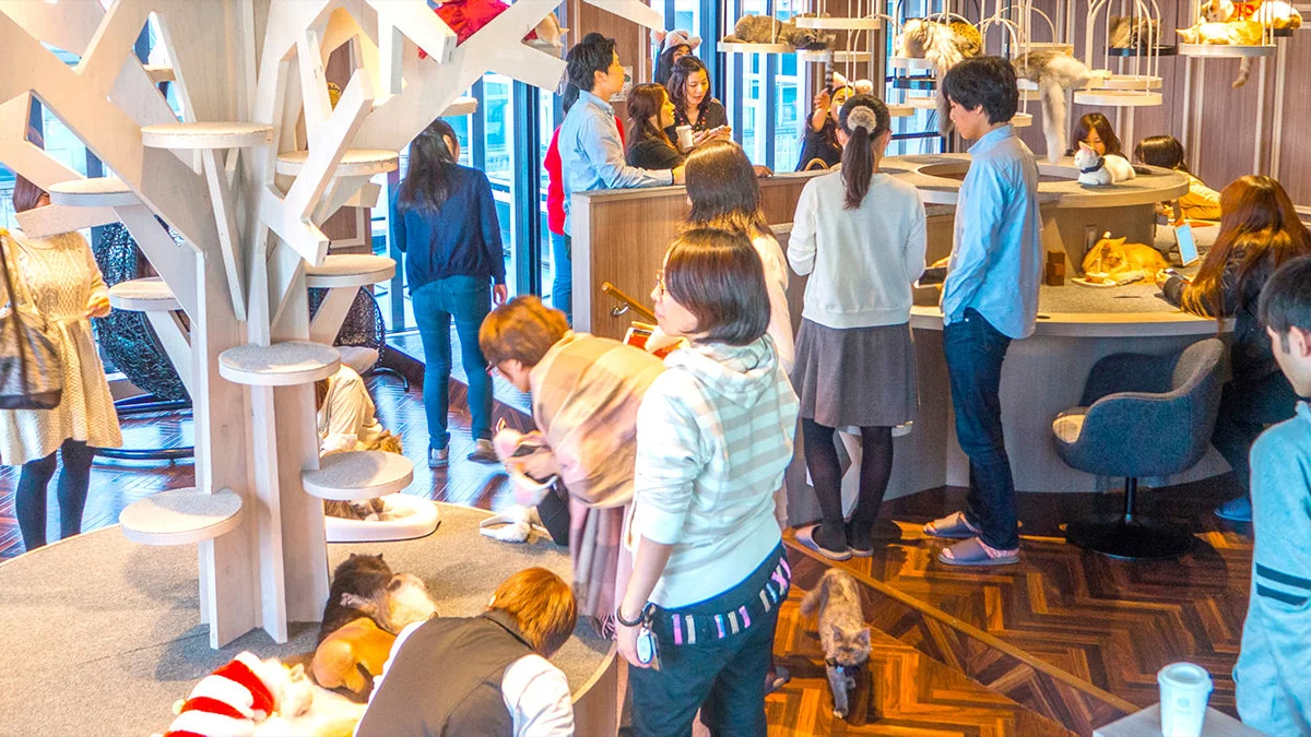 These pet cafes from around the world have our heart, read on to know about these "purfect" places! animal cafes