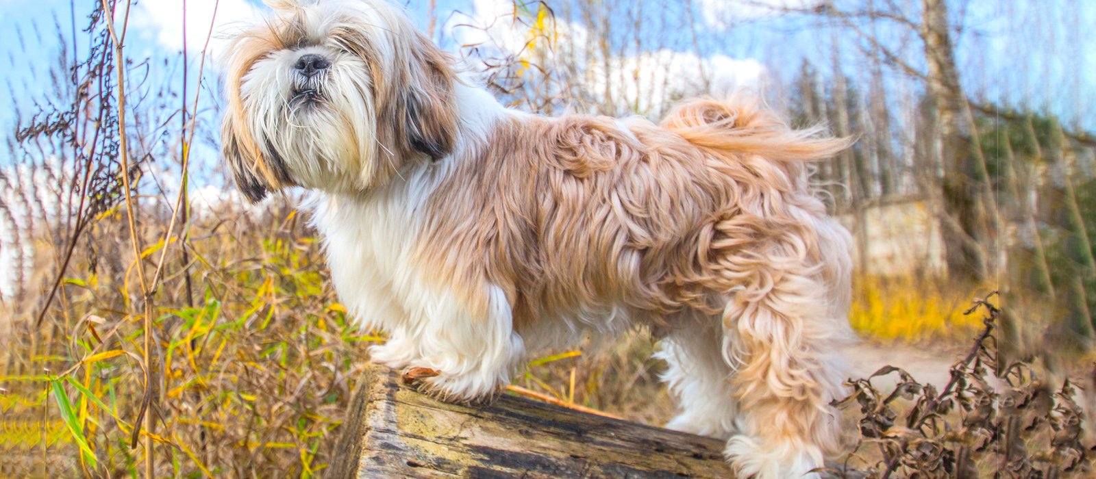 Pawsome Tips for your Shih Tzu!