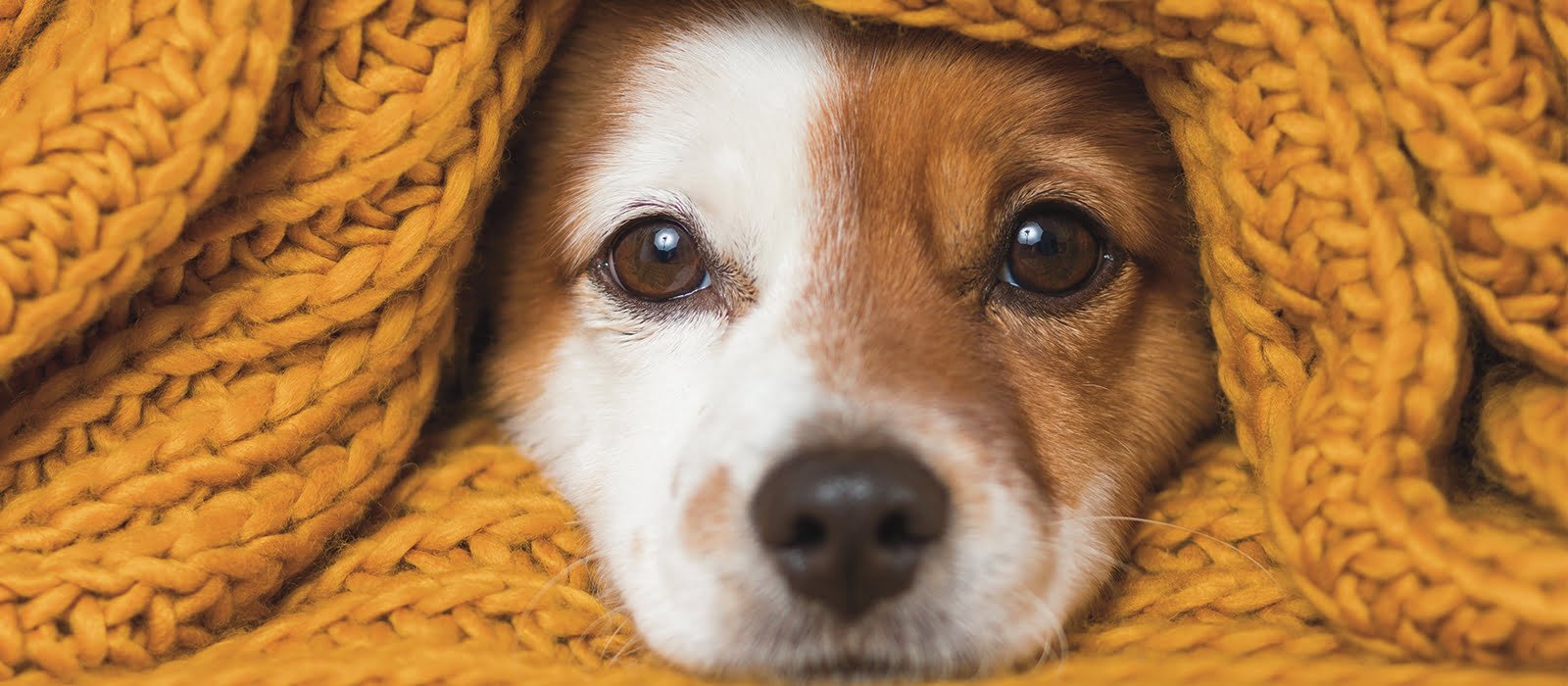 Do Winters Make Your Dog Lethargic Too? These Tips Will Help You Like A Wizard’s Magic wand!