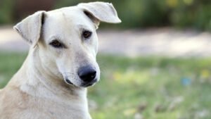 Here is the Only Guide to Indies You'll Ever Need!