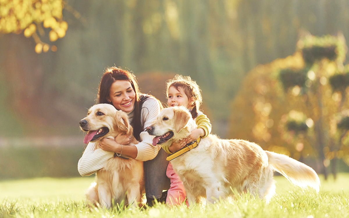 Here Is Everything You Need To Know About These Pawfect Golden Retriever Babies