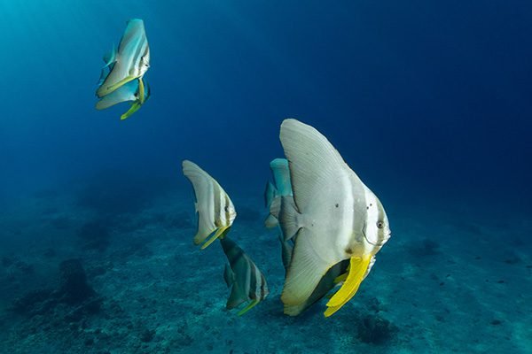 havelock island
