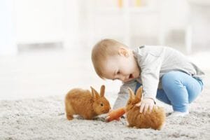 Rabbit care