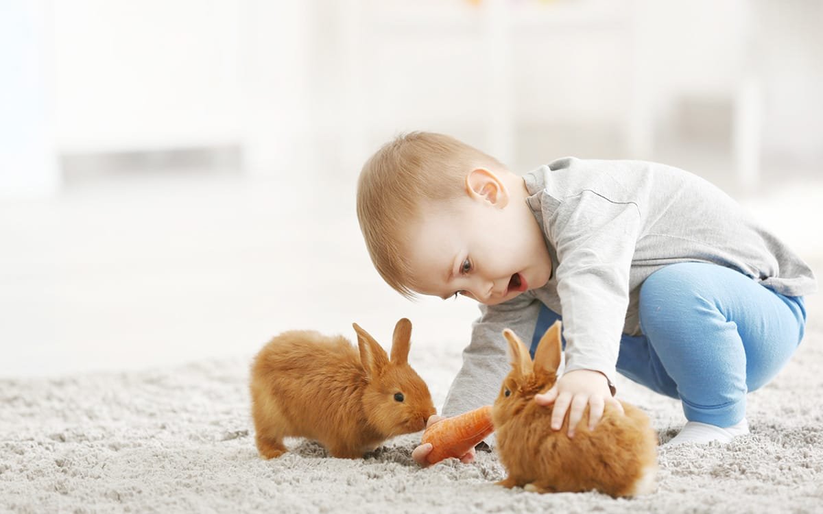 Rabbit care