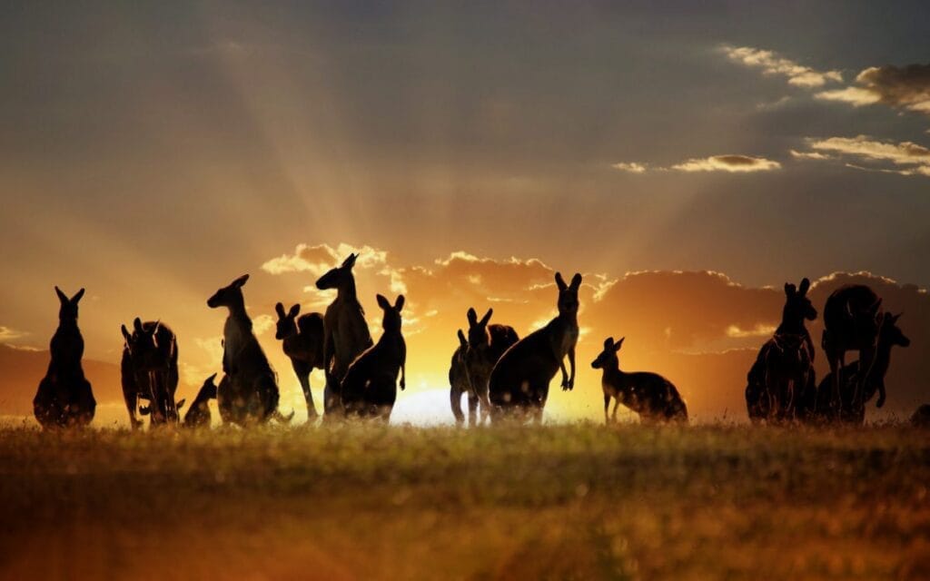 The Land Down Under – Facts About Australia