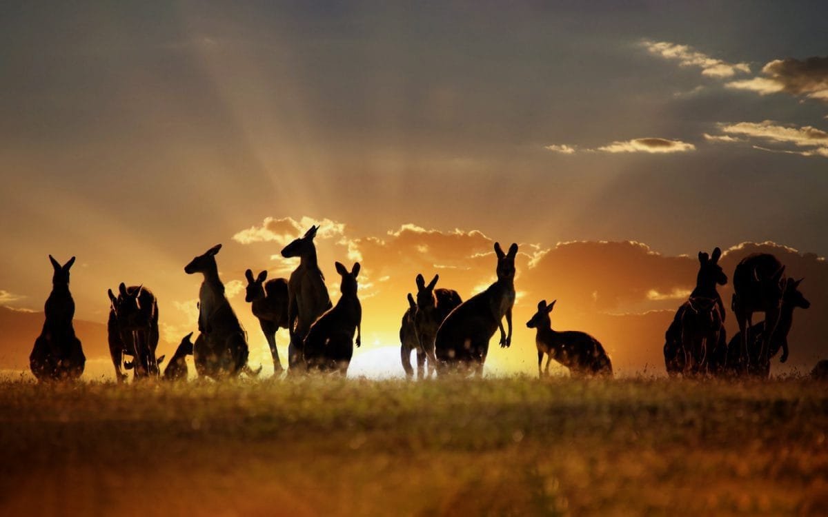 The Land Down Under – Facts About Australia