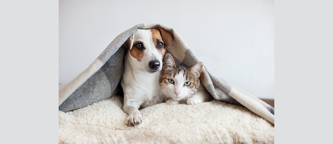 Save Your Pets From the Cold