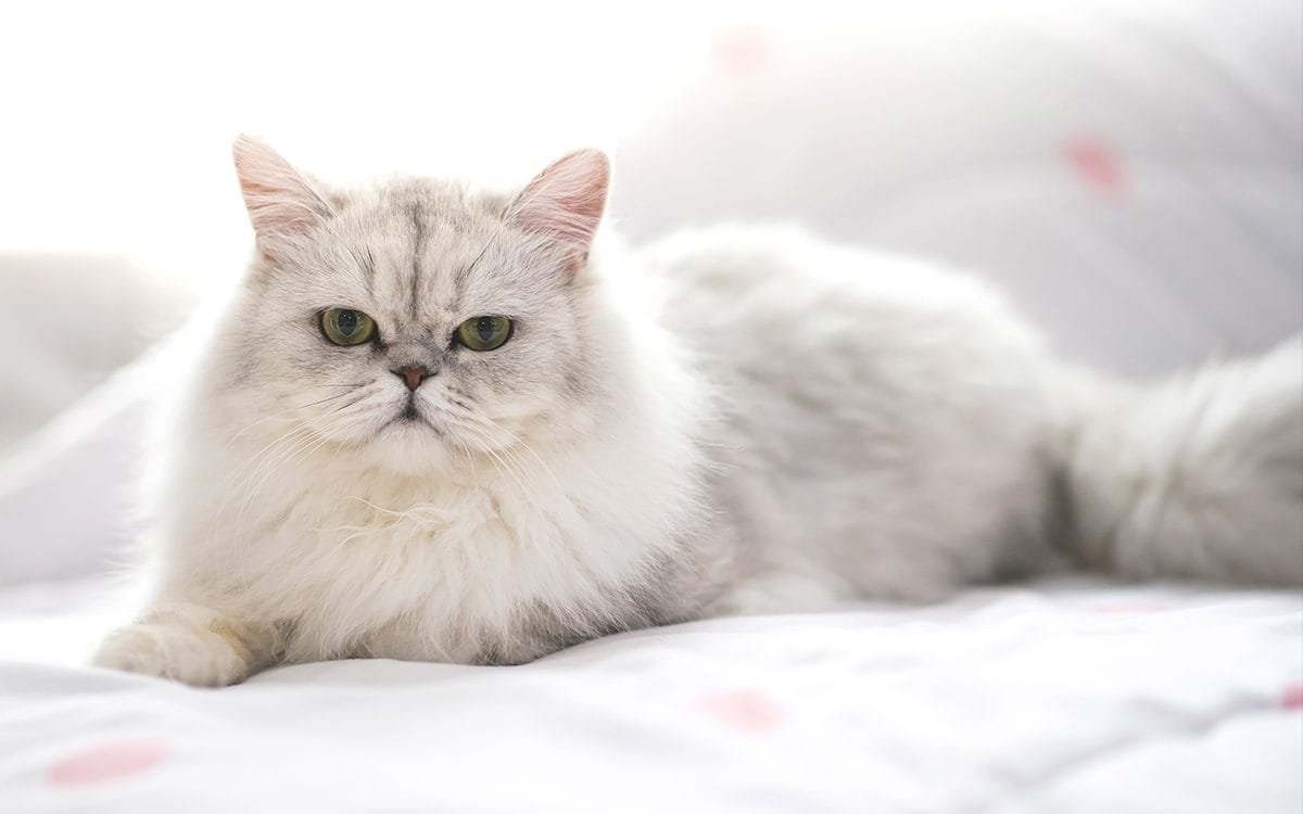 Persian Cats: The King Of The Lap Nappers