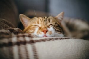 cats