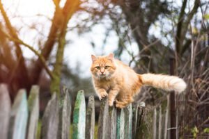 cats