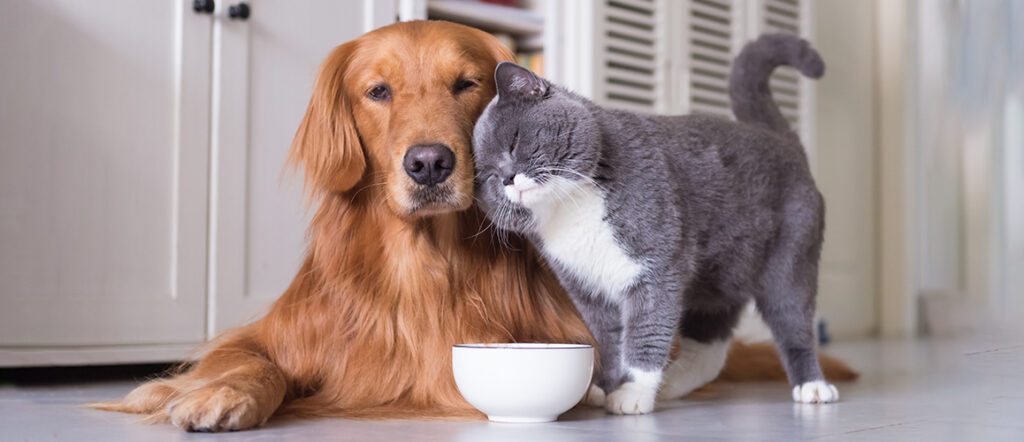 Healthy pets are happy pets